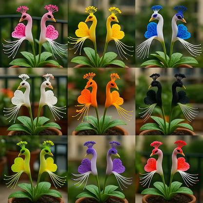 Peacock Flower Seeds™ + 2 Plant Boosters (Absolutely Free)