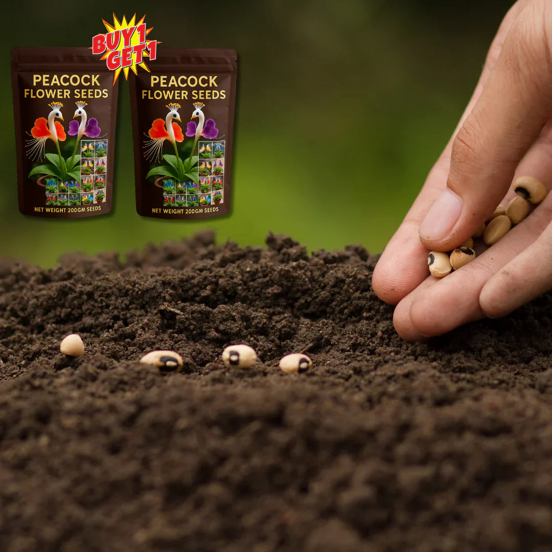 peacock flower seeds Peacock Flower Seeds™ + 2 Plant Boosters (Absolutely Free) – Cartenza