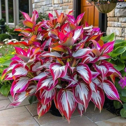 Rare Multicolor Hosta Seeds™ (Pack of 500 Seeds)
