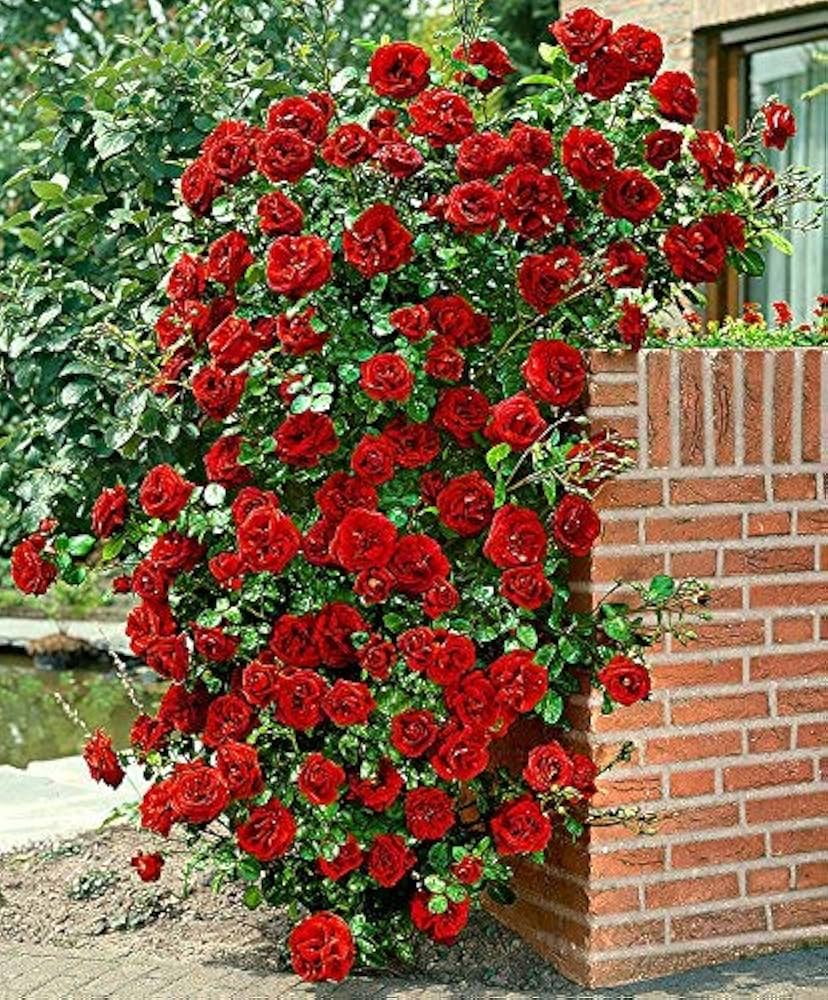Hybrid Climbing Rose Seeds™ + 2 Plant Boosters (Absolutely Free)