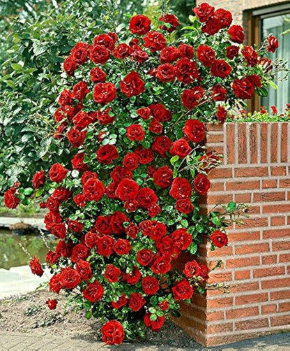 Hybrid Climbing Rose Seeds™ + 2 Plant Boosters (Absolutely Free)