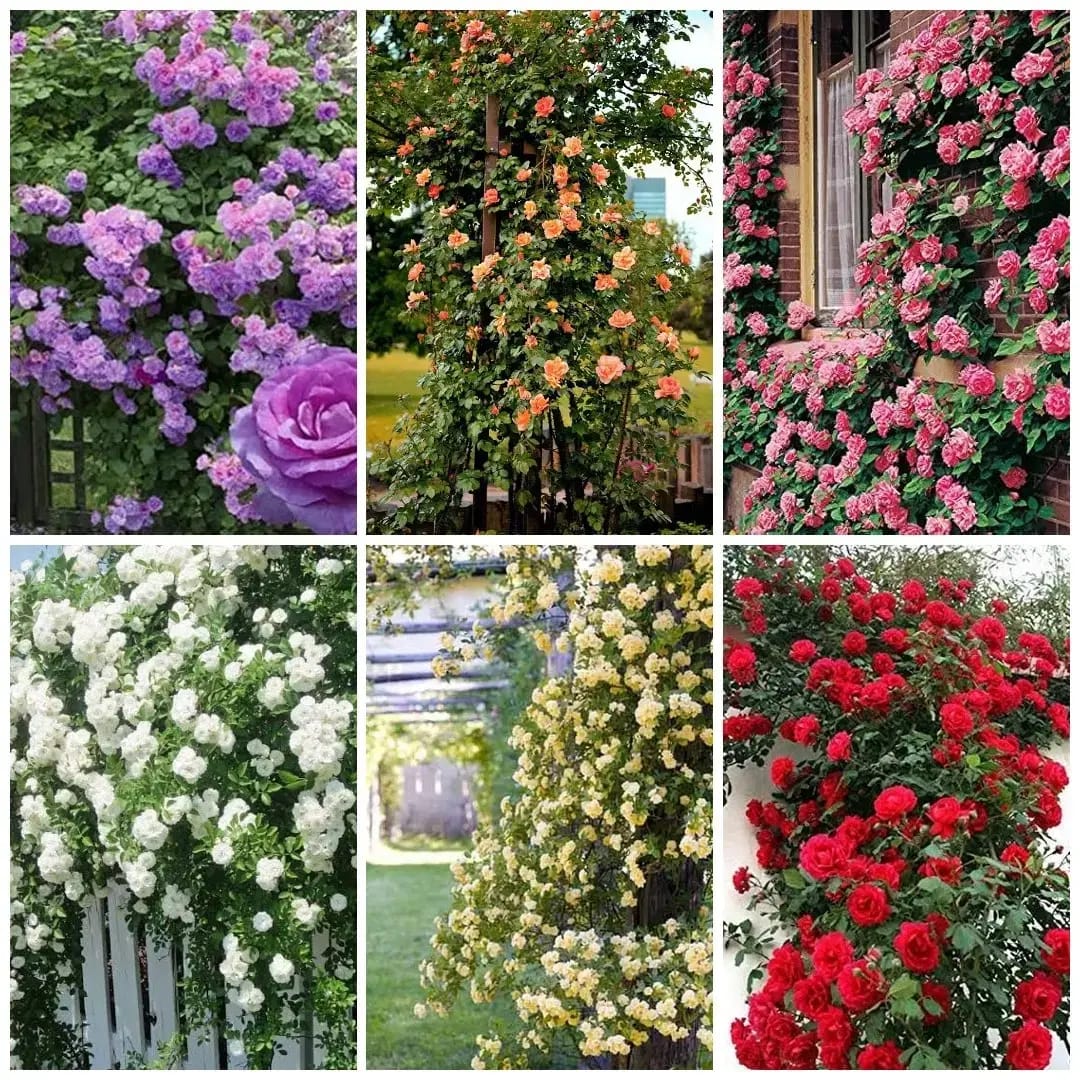 Hybrid Climbing Rose Seeds™ + 2 Plant Boosters (Absolutely Free)