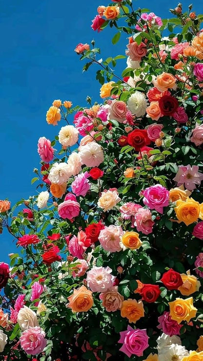 Hybrid Climbing Rose Seeds™ + 2 Plant Boosters (Absolutely Free)