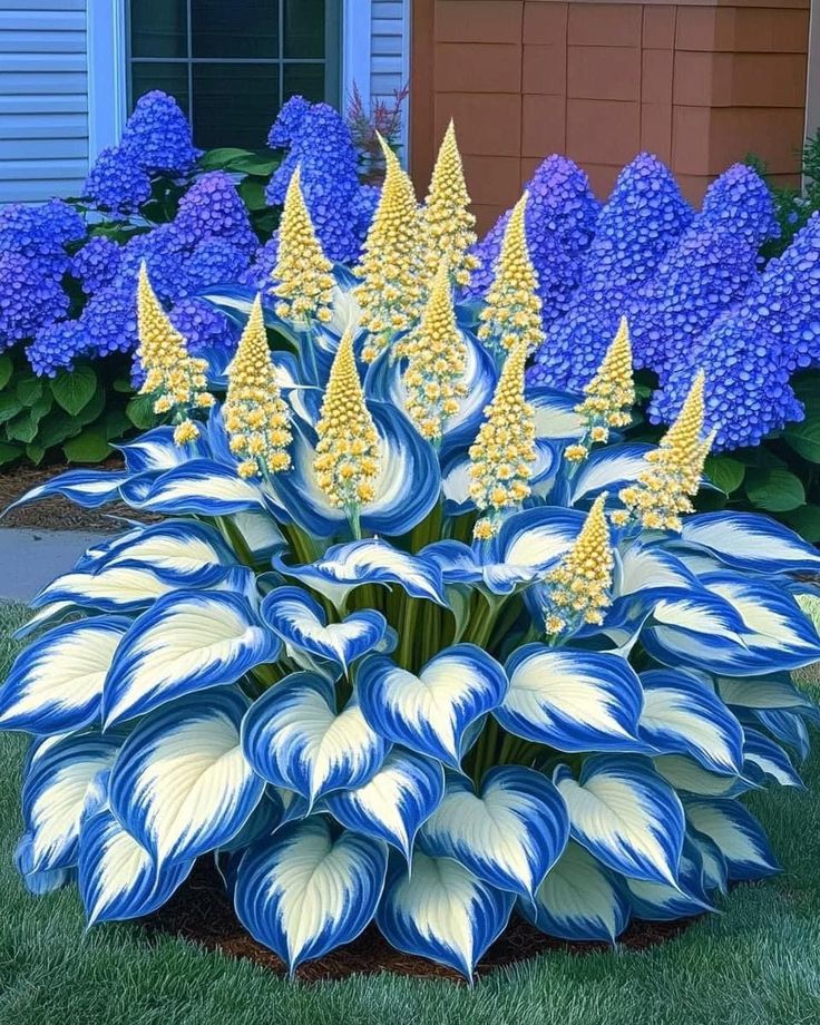 Rare Multicolor Hosta Seeds™ (Pack of 500 Seeds)